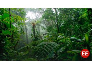 Más del 50 % del territorio de Risaralda cuenta cobertura forestal